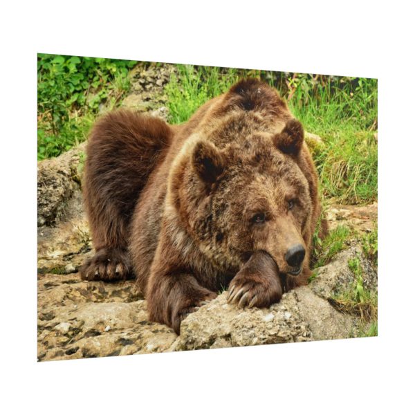 101875-539.jpg Brown Bear Wild Poster