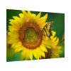 101875-54.jpg Butterfly on Sunflower Poster
