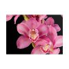 101875-542.jpg Cymbidium Hybrid Orchid Poster