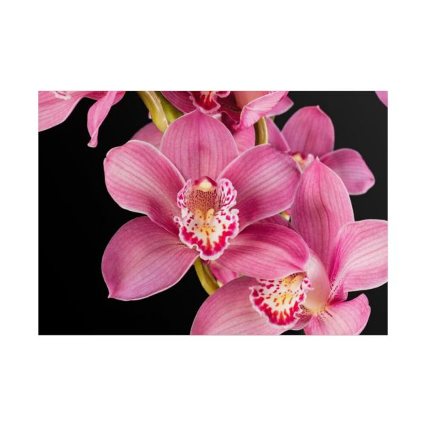 101875-542.jpg Cymbidium Hybrid Orchid Poster