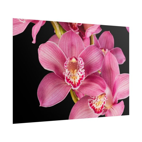 101875-544.jpg Cymbidium Hybrid Orchid Poster