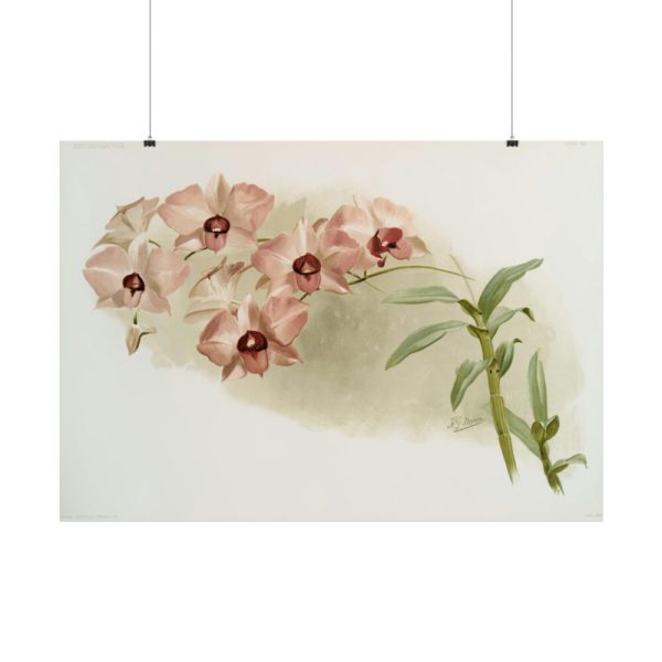101875-548.jpg Dendrobium Phalænopsis by Frederick Sander Poster