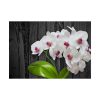 101875-552.jpg White Orchid Plant Poster