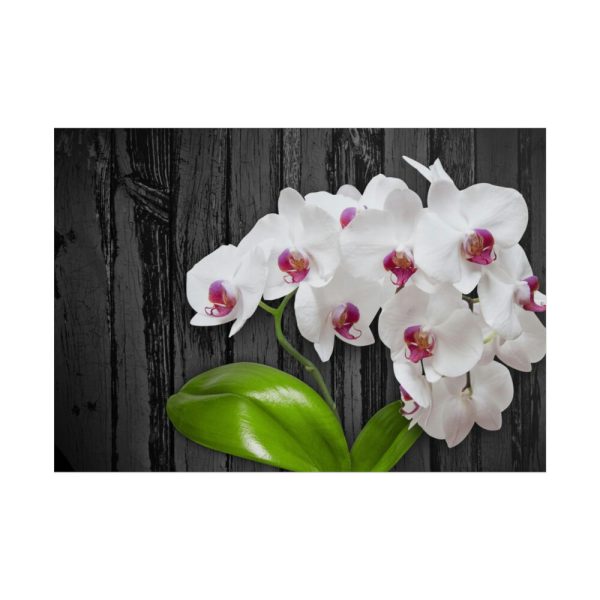 101875-552.jpg White Orchid Plant Poster