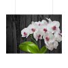 101875-553.jpg White Orchid Plant Poster