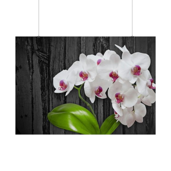 101875-553.jpg White Orchid Plant Poster