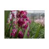 101875-557.jpg Orchid Cash Plant Poster