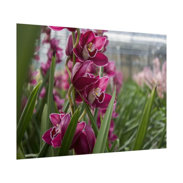 101875-559.jpg Orchid Cash Plant Poster