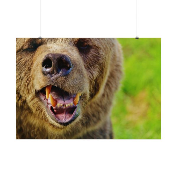 101875-563.jpg European Brown Bear Poster