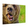 101875-564.jpg European Brown Bear Poster