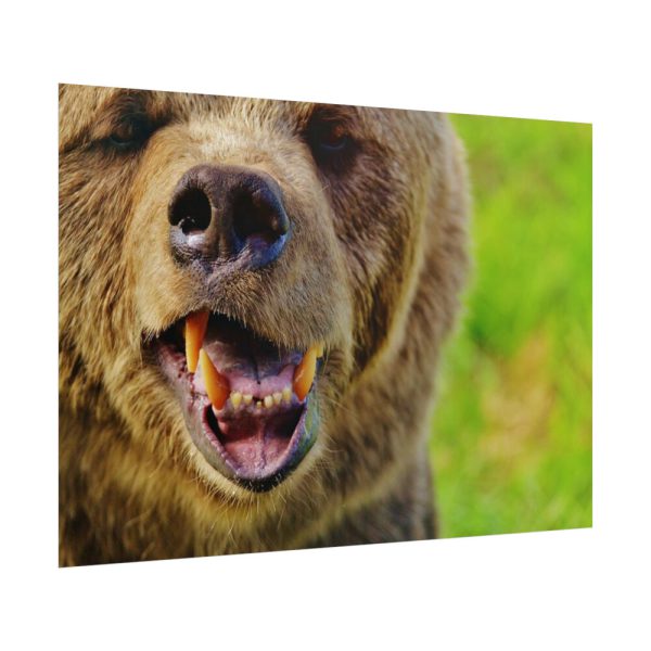 101875-564.jpg European Brown Bear Poster