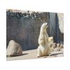 White Polar Bear Zoo Poster