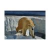 101875-572.jpg Wet Polar Bear Poster