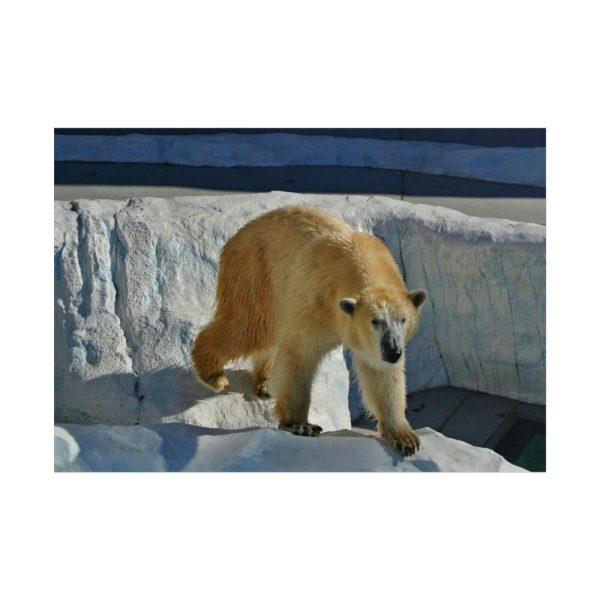 101875-572.jpg Wet Polar Bear Poster