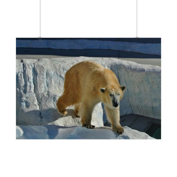 101875-573.jpg Wet Polar Bear Poster