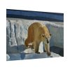 101875-574.jpg Wet Polar Bear Poster