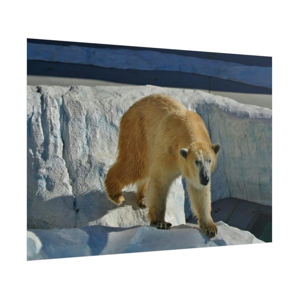 101875-574.jpg Wet Polar Bear Poster