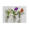 Three Orchids Poster