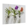 Three Orchids Poster
