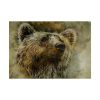 Grizzly Bear Kodiak Head Poster
