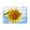 101875-60.jpg Sunflower with Blue Sky Poster