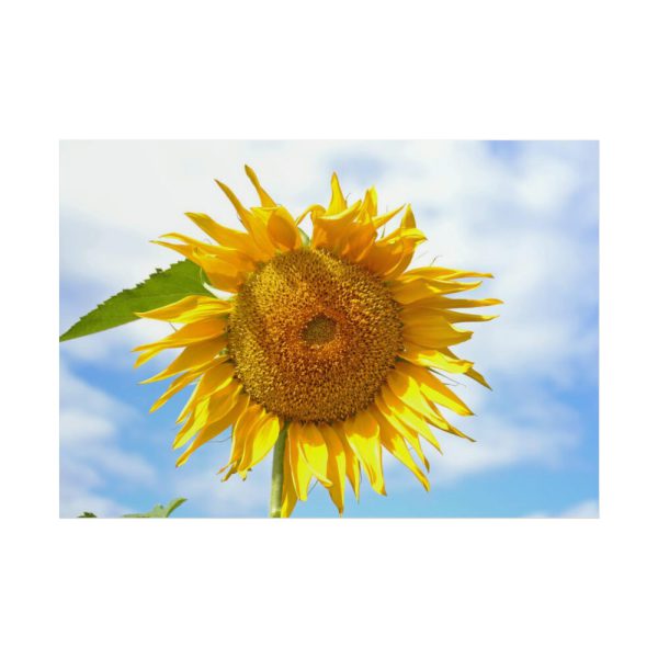 101875-60.jpg Sunflower with Blue Sky Poster