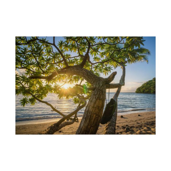 101875-607.jpg Sneaker Hanging from a Sand Beach Tree at Sunset Poster