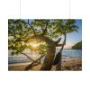 101875-608.jpg Sneaker Hanging from a Sand Beach Tree at Sunset Poster