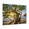 101875-609.jpg Sneaker Hanging from a Sand Beach Tree at Sunset Poster