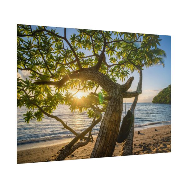 101875-609.jpg Sneaker Hanging from a Sand Beach Tree at Sunset Poster