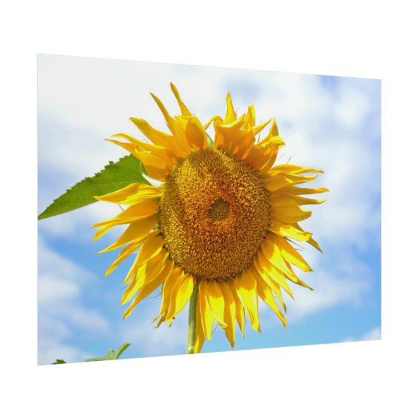 101875-62.jpg Sunflower with Blue Sky Poster