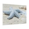 101875-674.jpg Starfish Poster