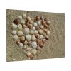 101875-679.jpg Heart Stones on Beach Poster
