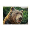 Grizzly Bear Snout Poster