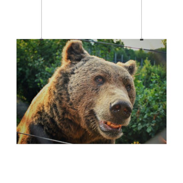 Grizzly Bear Snout Poster