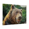 Grizzly Bear Snout Poster