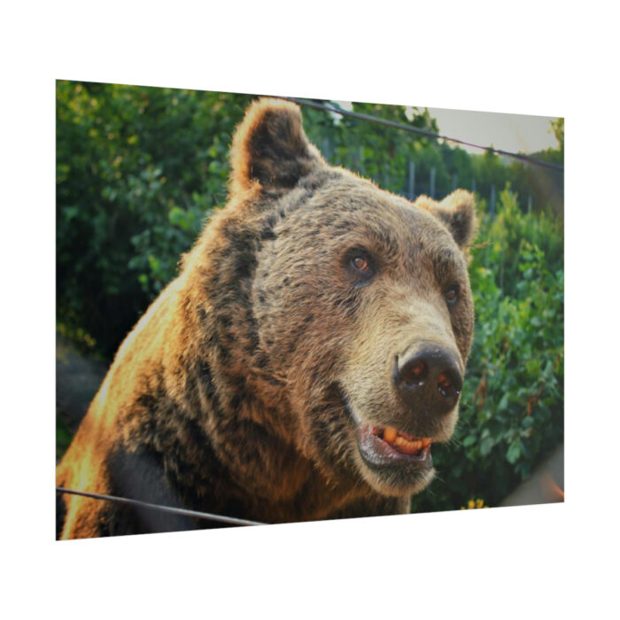 Grizzly Bear Snout Poster - Image 13