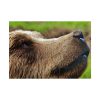 101875-697.jpg European Brown Bear Close up Poster