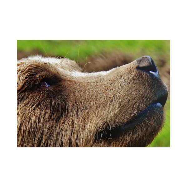 101875-697.jpg European Brown Bear Close up Poster
