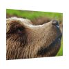 101875-699.jpg European Brown Bear Close up Poster