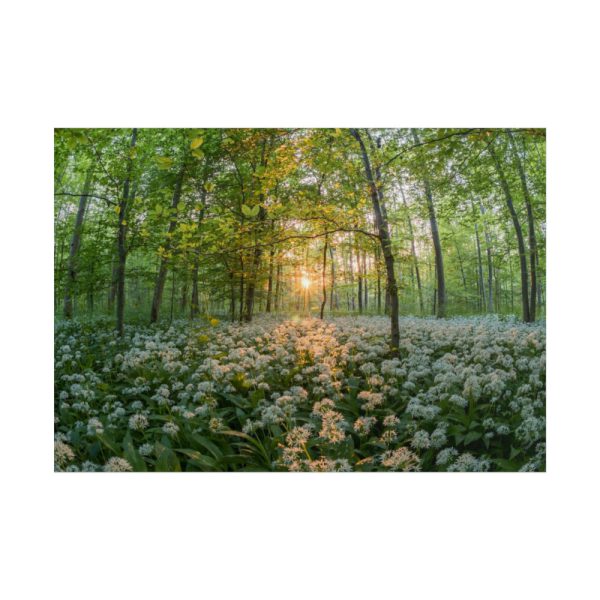 101875-702.jpg Forest at Sunset with Bear's Garlic Poster