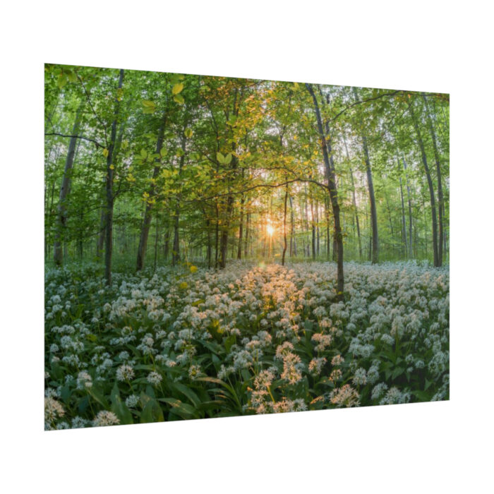 Forest at Sunset with Bear's Garlic Poster - Image 13