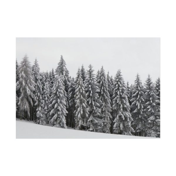 101875-722.jpg Snow Covered Trees in Forest Poster