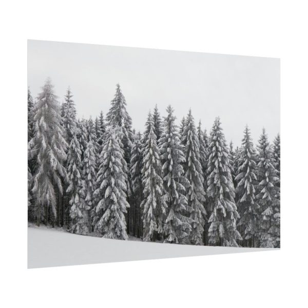 101875-724.jpg Snow Covered Trees in Forest Poster