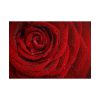 101875-92.jpg Red Rose Poster