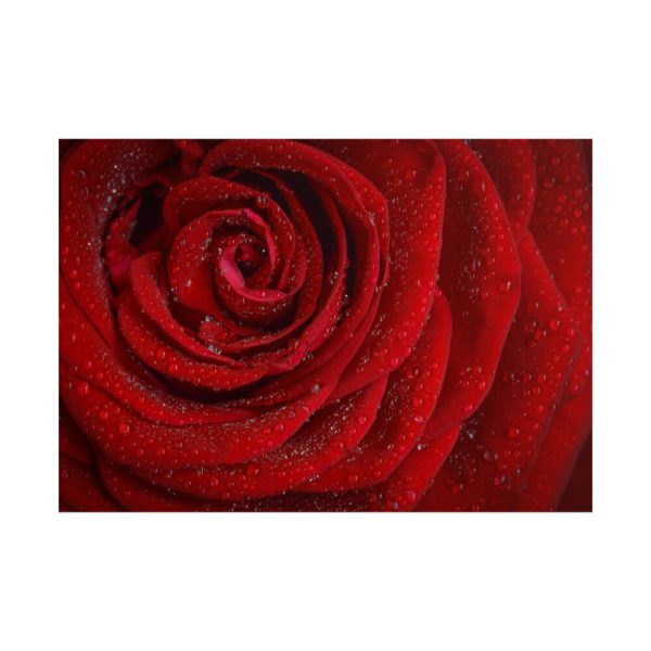 101875-92.jpg Red Rose Poster