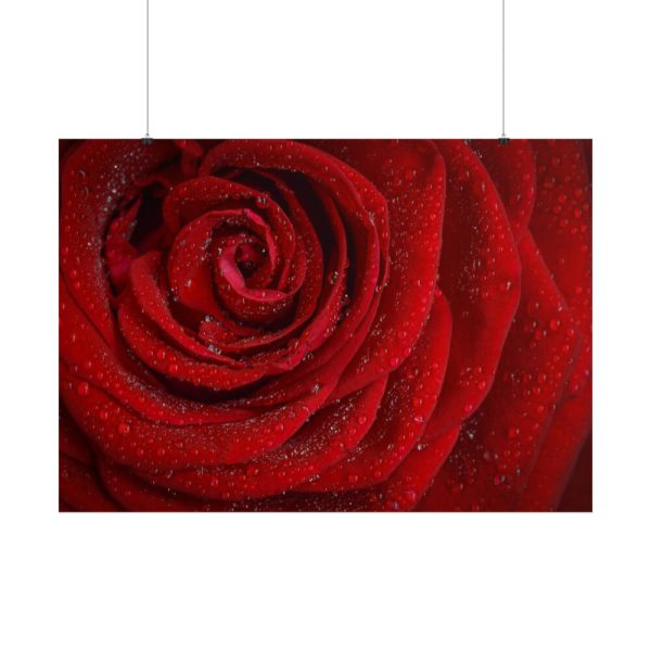 101875-93.jpg Red Rose Poster