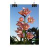 Pink Orchid Flowers Poster