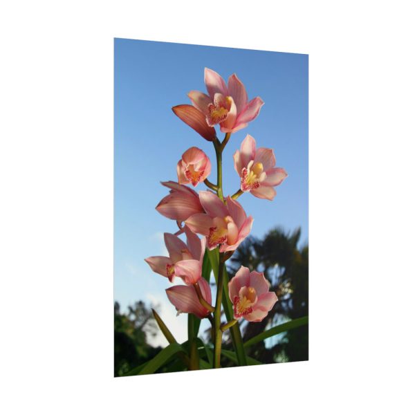 Pink Orchid Flowers Poster