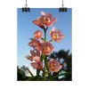 Pink Orchid Flowers Poster